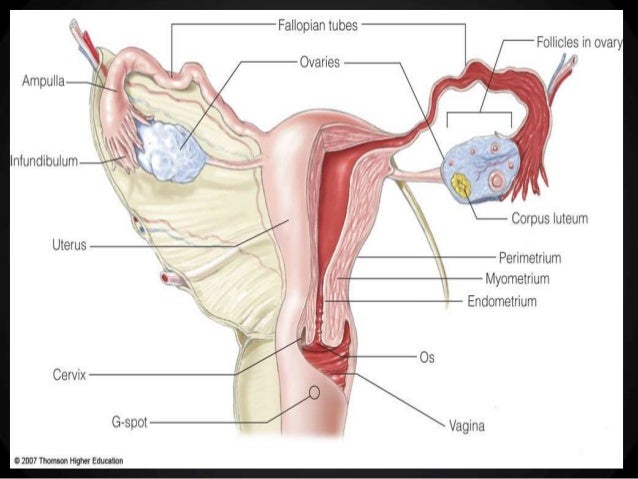 human intercourse physiology sexual Human intercourse physiology sexual